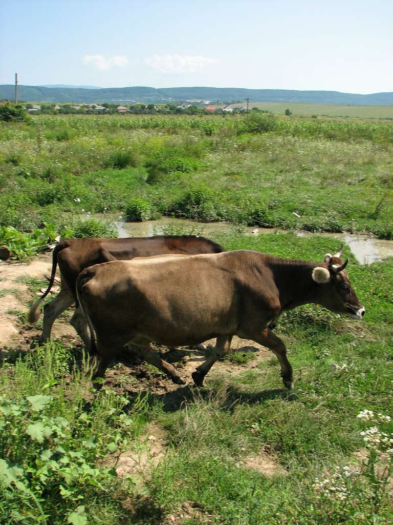 село Залужжя Мукачівського району - Залужжя