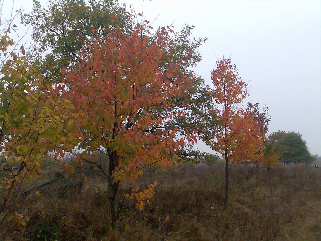 Золотые листопады - Івча