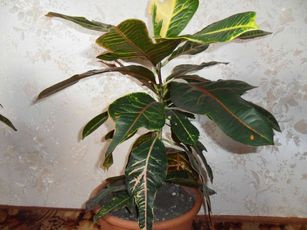 Кімнатні рослини - Berestechko