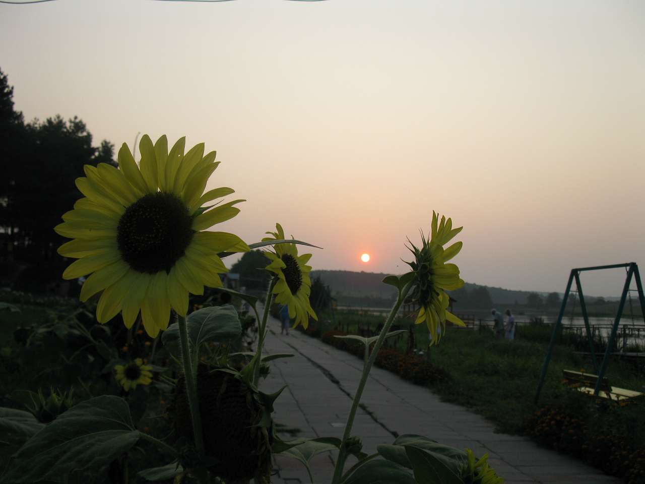 Паламаренкове. - Трибухи