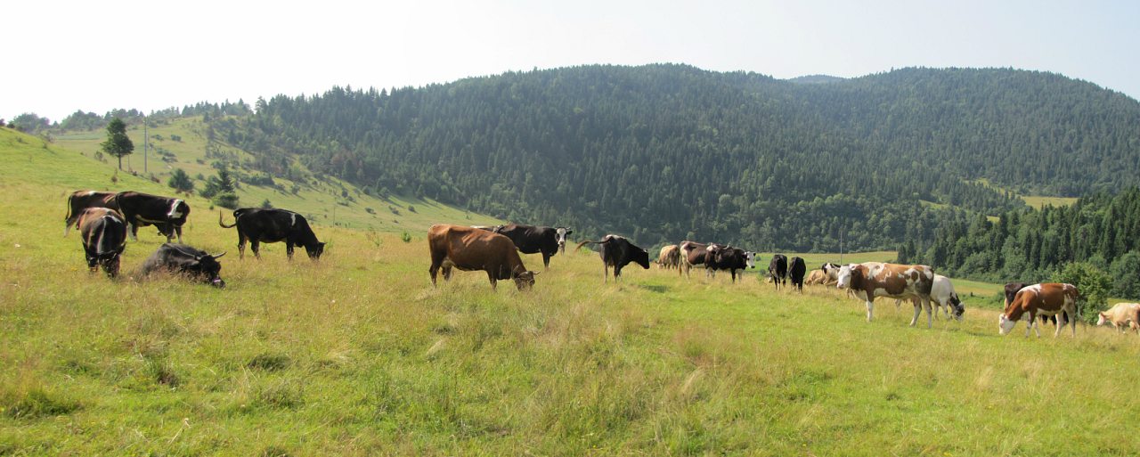 панорамы села лимна - Лімна