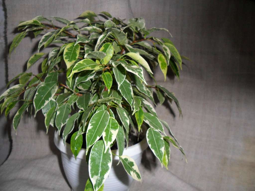 Кімнатні рослини - Берестечко