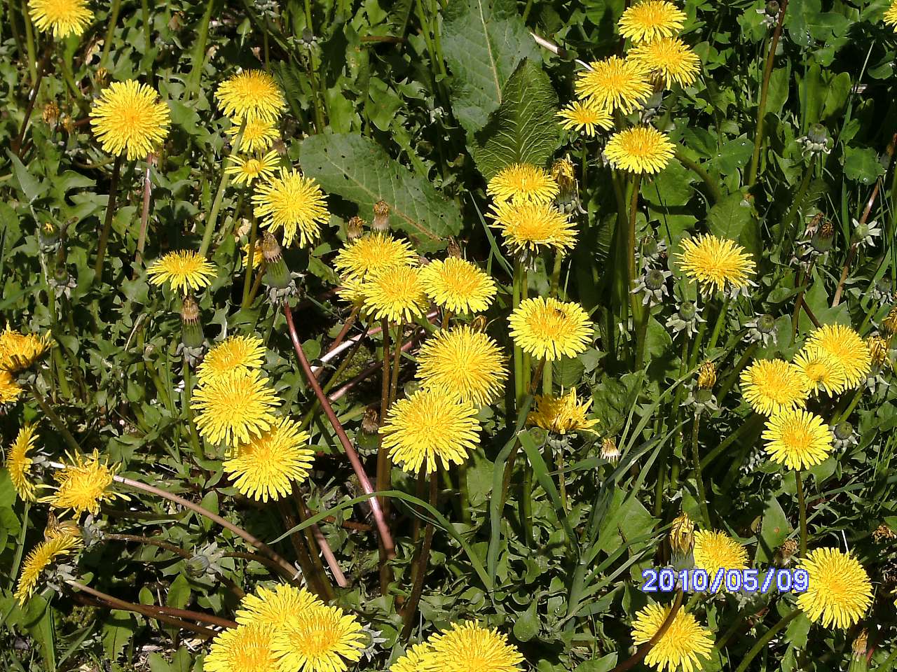 Весною - Ковбащина