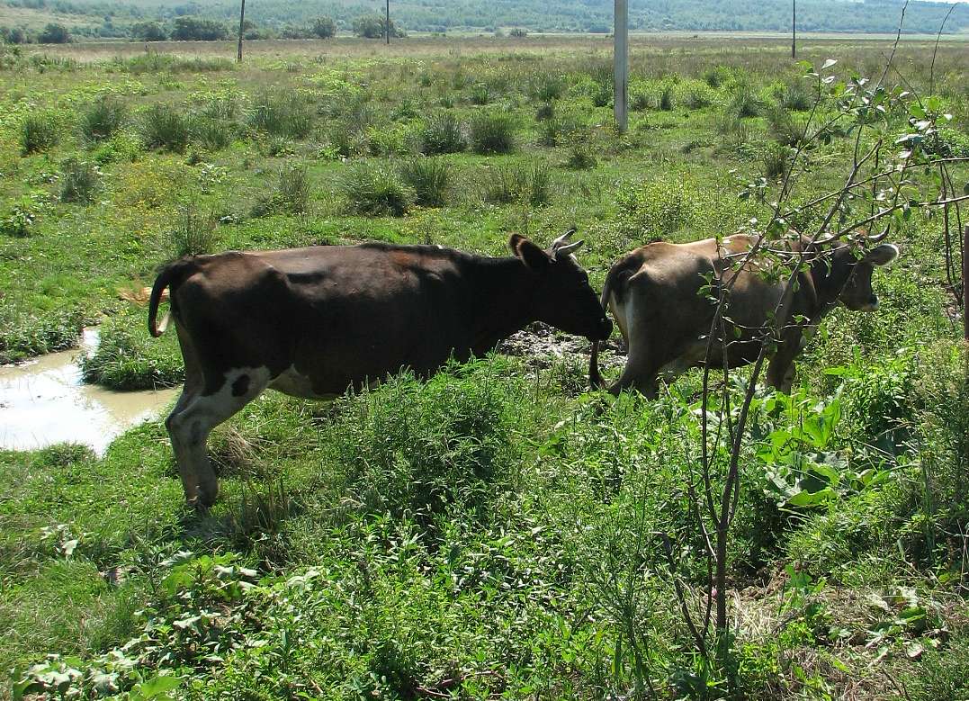 село Залужжя Мукачівського району - Залужжя