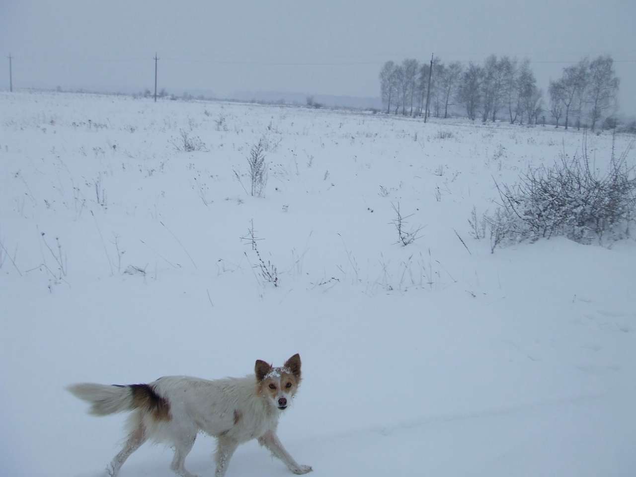 зоосвіт - Братківці