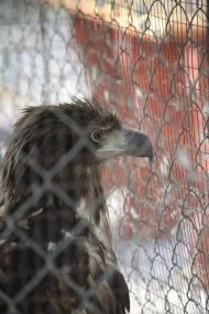 Кафе 'Ереван' - оазис при  дороге