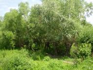 Чагрів - Останні фото