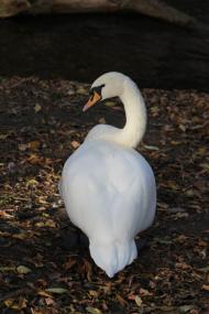 Кафе 'Ереван' - оазис при  дороге