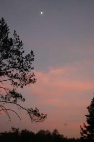 Узруйское лесничество