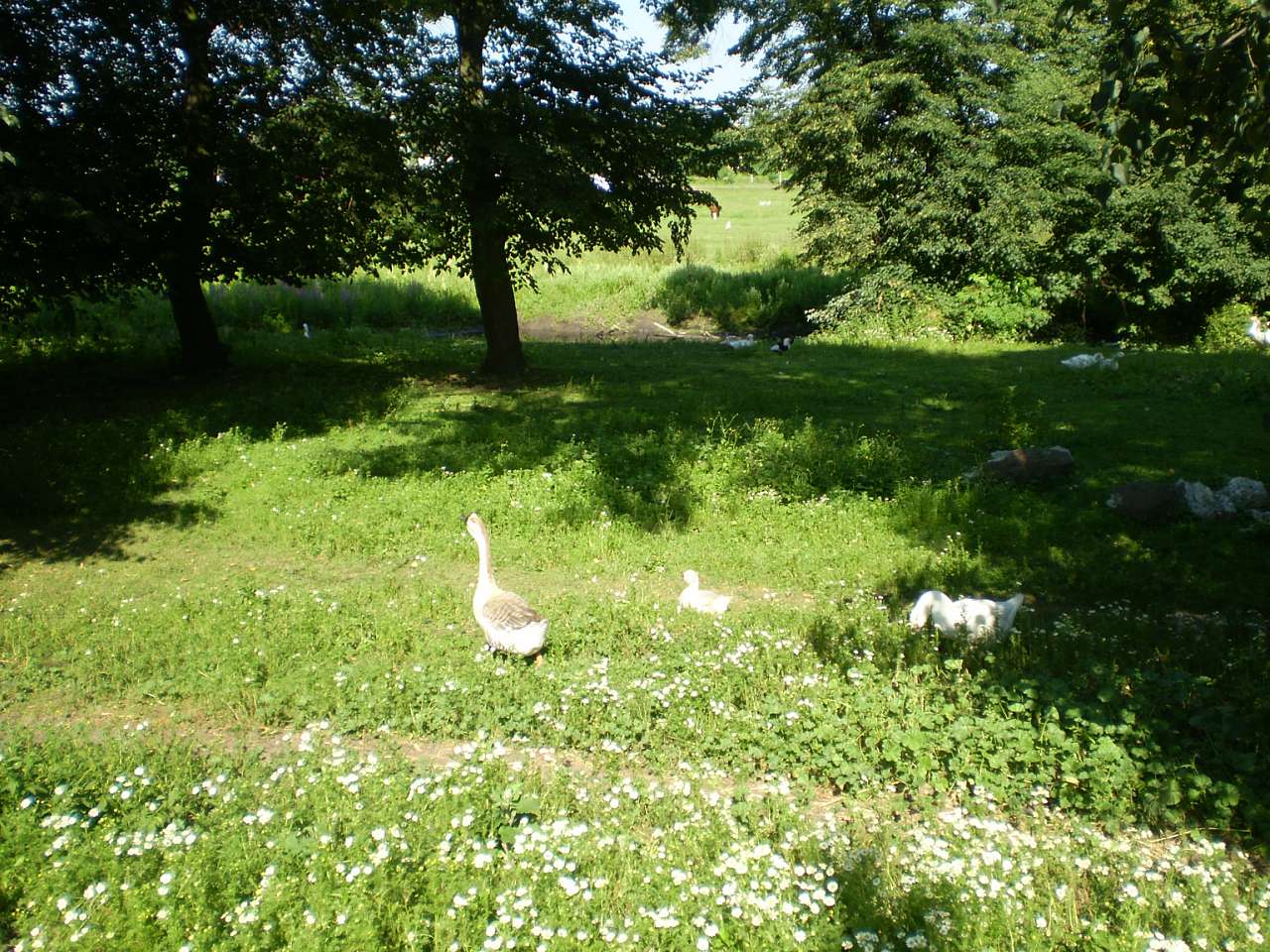 Чагрів - Чагрів