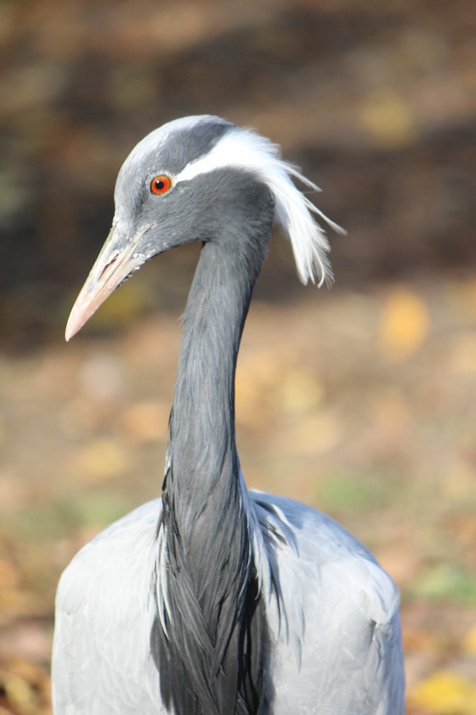 Кафе 'Ереван' - оазис при  дороге - Корінне