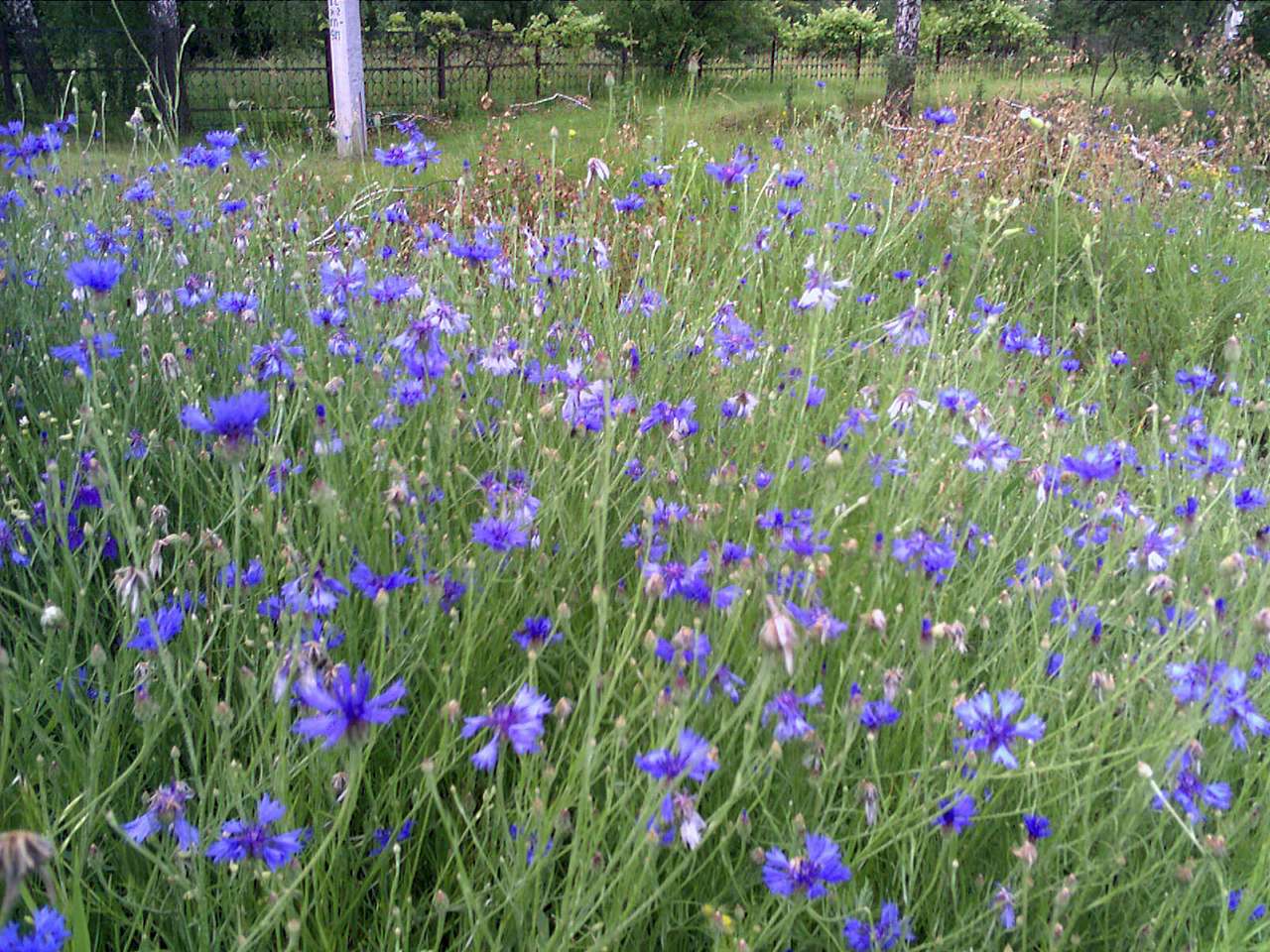 альбом - Бондурівка