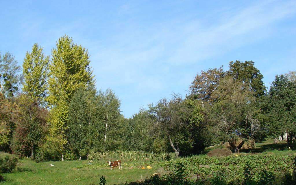 Фото села - Bilousivka