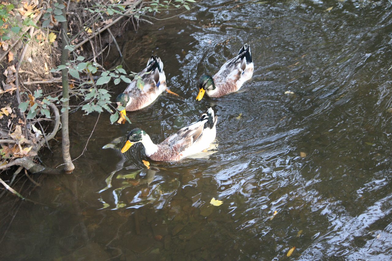 Кафе 'Ереван' - оазис при  дороге - Корінне