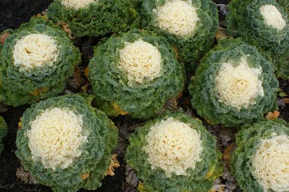 Природа - Мельница-Подольская