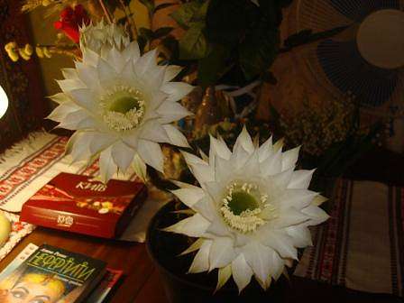 Наше село - Краска