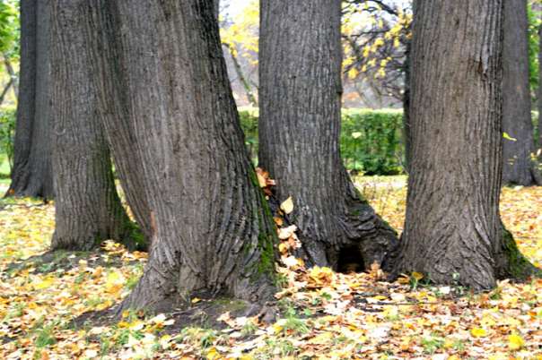 Природа - Мельница-Подольская