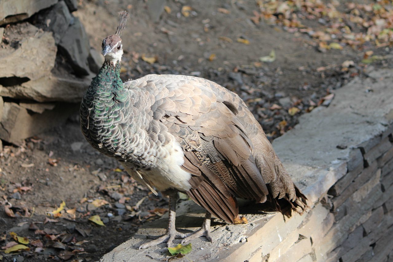 Кафе 'Ереван' - оазис при  дороге - Корінне