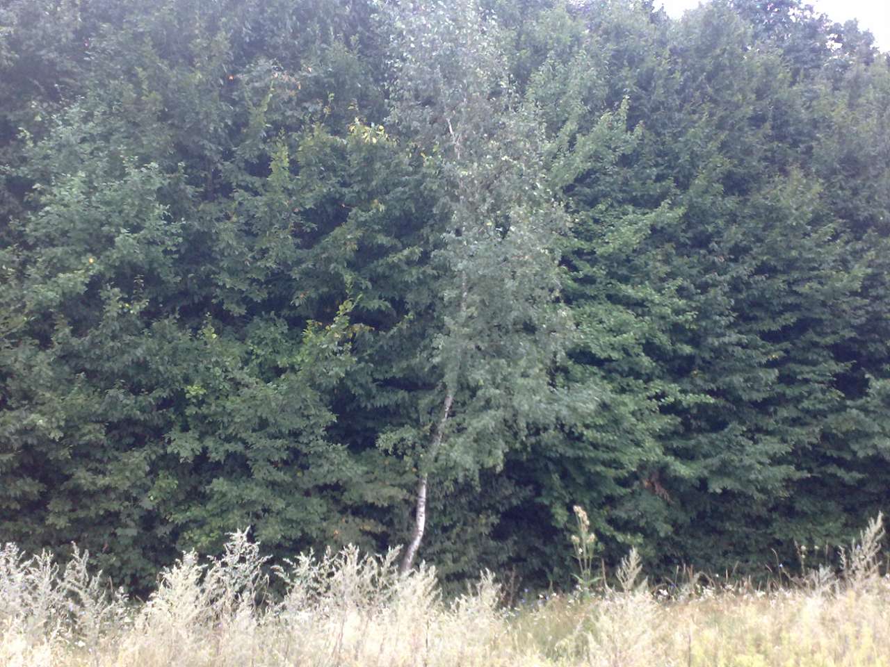 альбом - Бондурівка