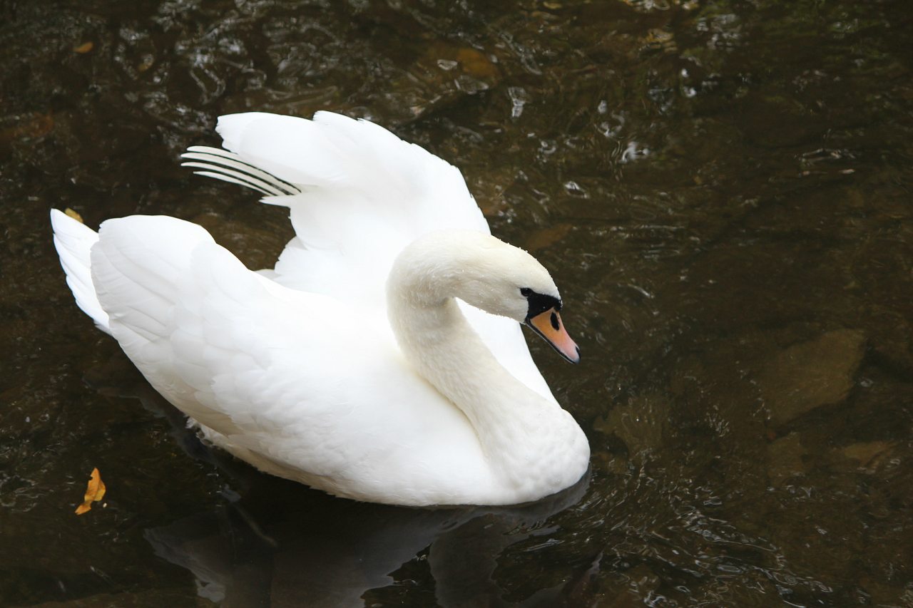Кафе 'Ереван' - оазис при  дороге - Корінне