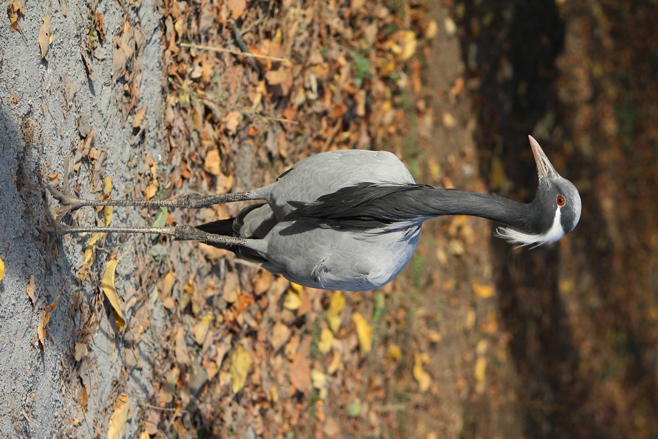 Кафе 'Ереван' - оазис при  дороге - Корінне