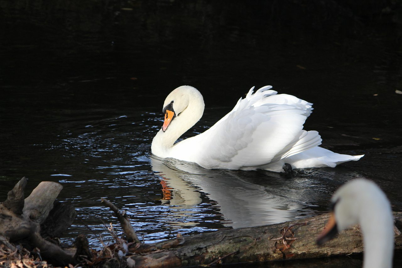 Кафе 'Ереван' - оазис при  дороге - Корінне