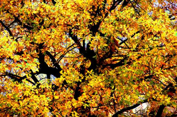 Природа - Мельница-Подольская