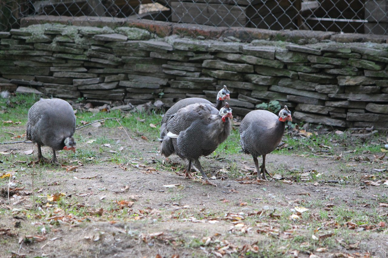 Кафе 'Ереван' - оазис при  дороге - Корінне