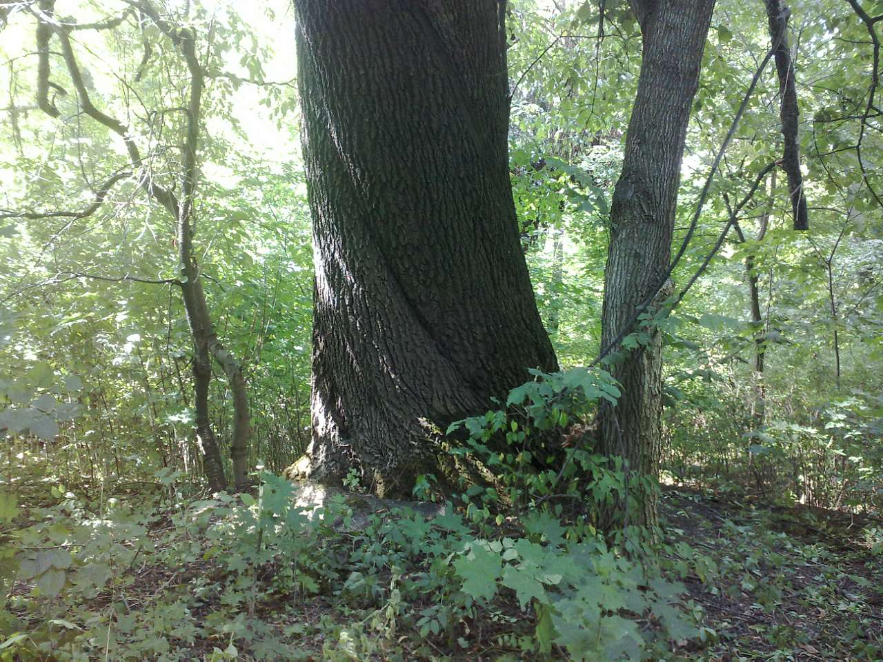 альбом - Бондуровка