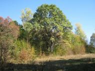 Садиба Роллє