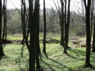 село Буковинка Мукачівський район