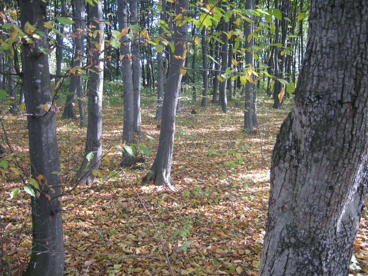 Садиба Роллє - Гришки