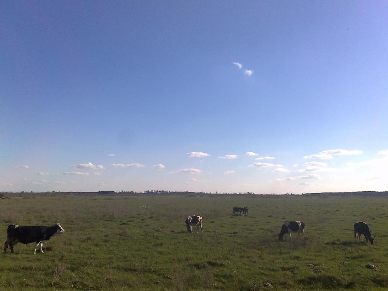 МЕДВЕДЕВЕ - Медведеве