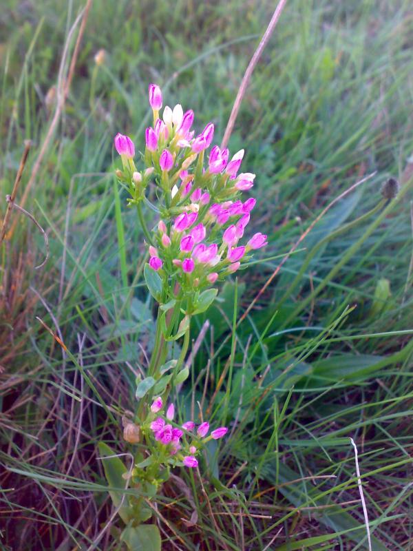 МЕДВЕДЕВЕ - Медведеве