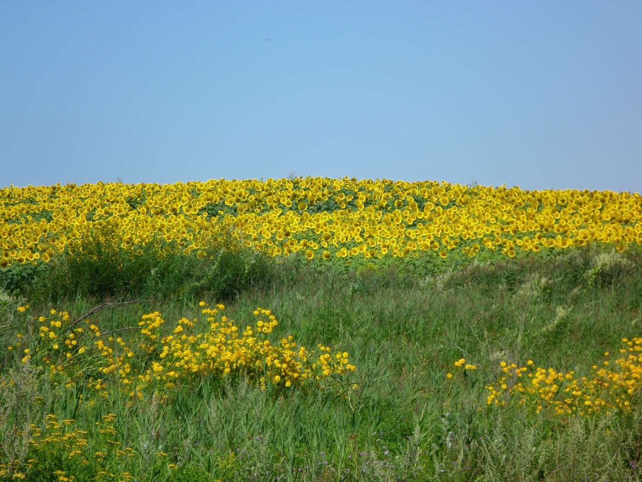 Наша природа - Припутні