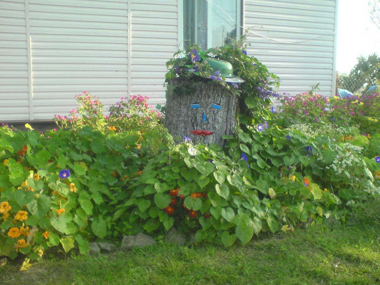 Квіти - Шклинь