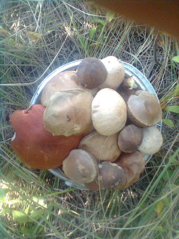 МЕДВЕДЕВЕ - Медведеве