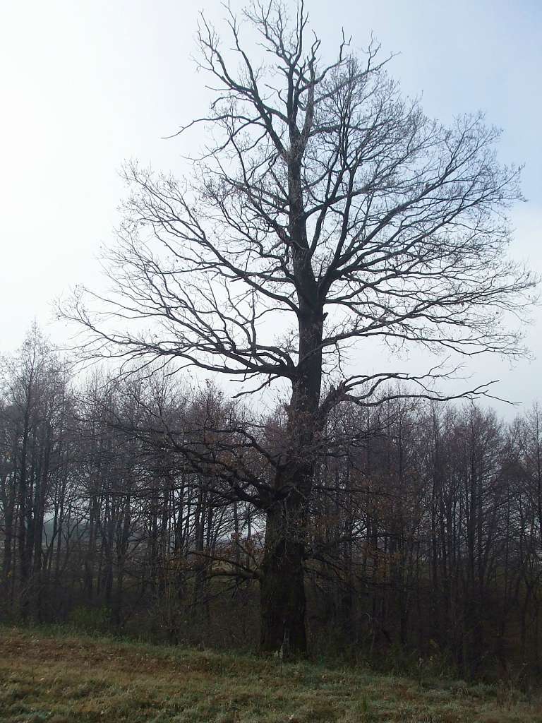 краєвид - Станків