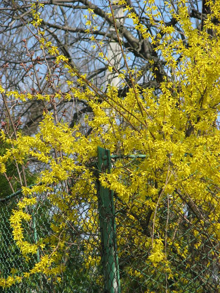 село Буковинка Мукачівський район - Буковинка