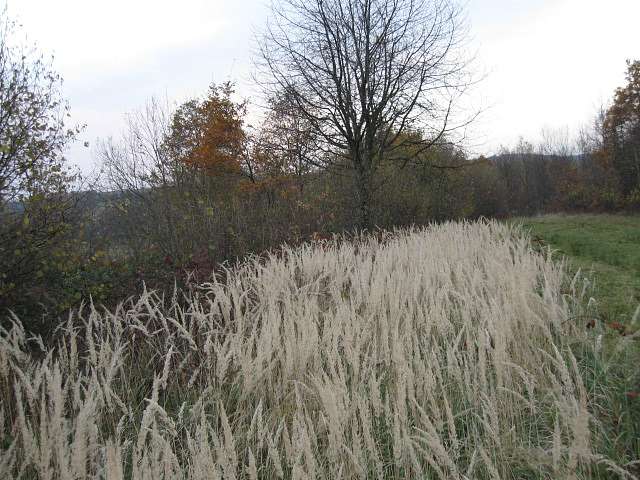 природа - Белеїв