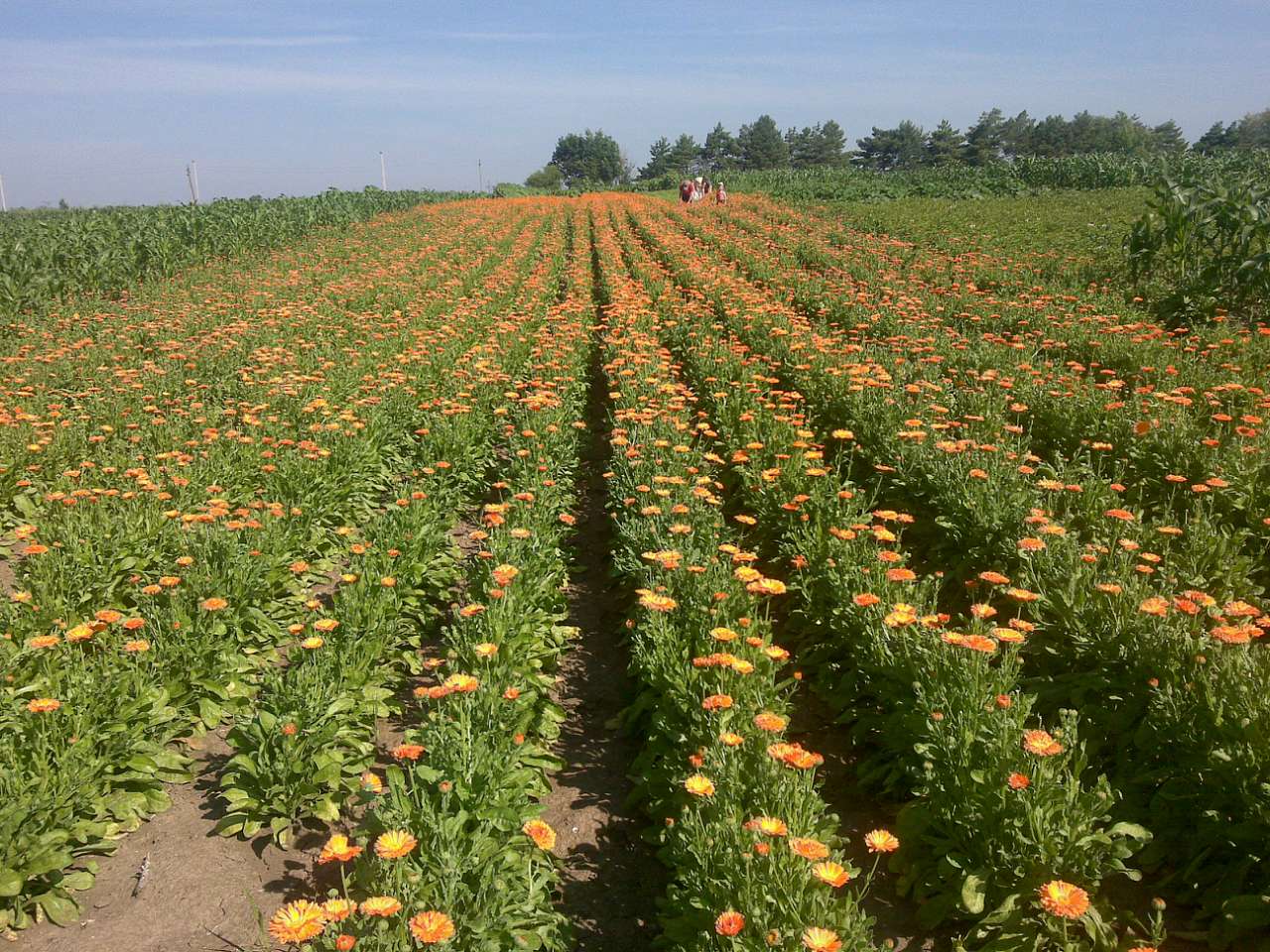 Природа - Стара Ушиця