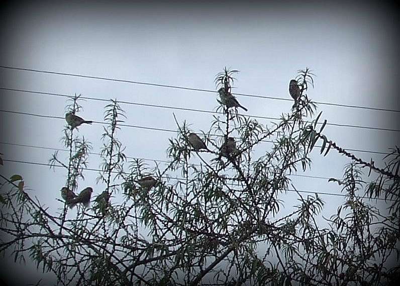 зоосвіт - Тейсарів