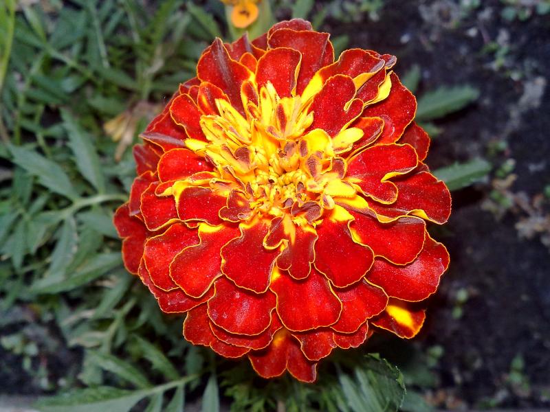 МЕДВЕДЕВЕ - Медведеве