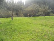 Селятинська ЗОШ-інтернат І-ІІІст.