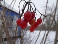 рідні місця Обозівки