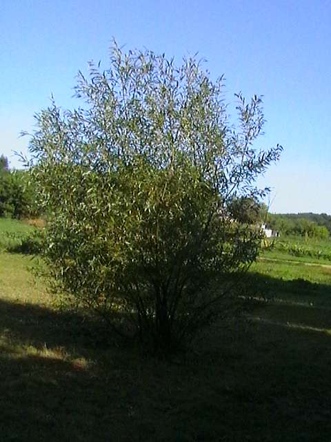 Група;Федюківка CITY - Федюківка