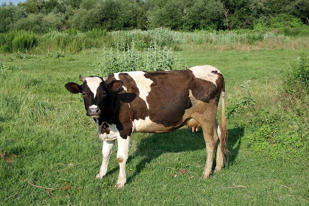 На лугу пасутся ко... - Любар