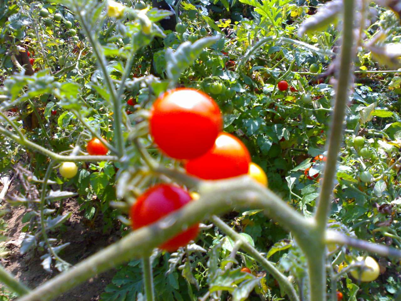 Літо-осінь - Владична