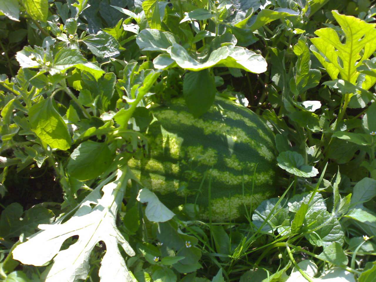 Літо-осінь - Владична