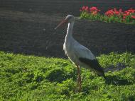 Ностальгія